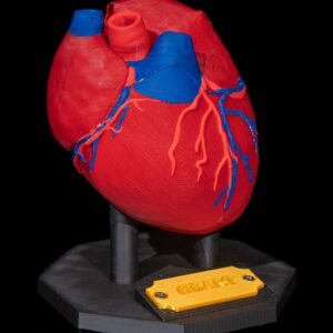 Heart Anatomical Model | Educational STL 3D Print