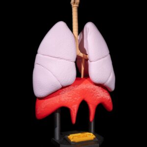 Lung Anatomical Model | Educational STL 3D Print